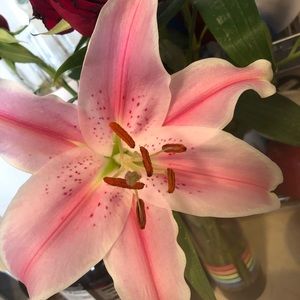 Meet your Posher, Leticia